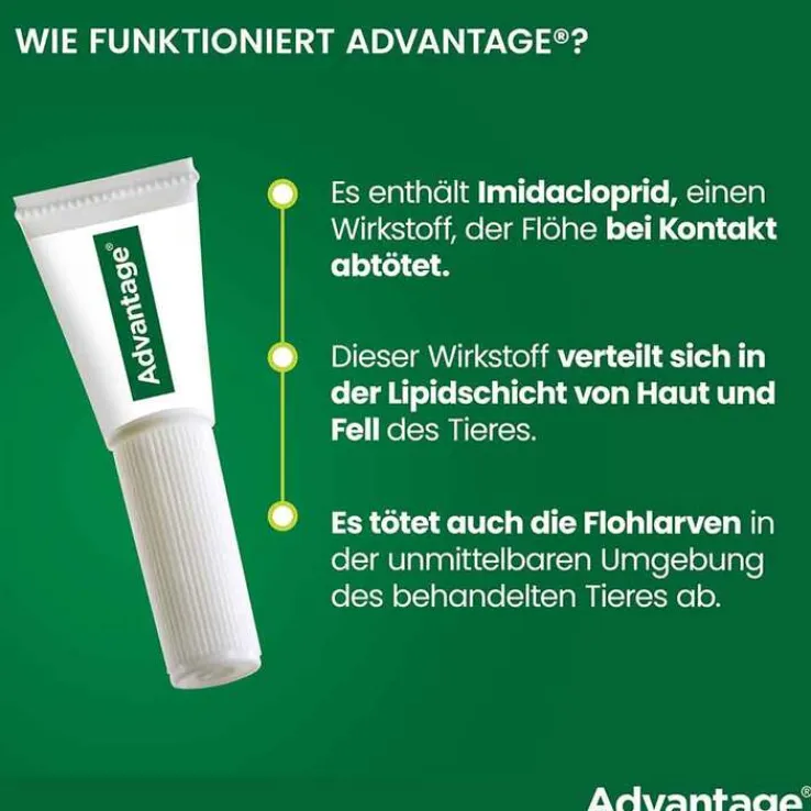 Advantage 80 für große Katzen und Zierkaninchen ab 4 kg, 4X0.8 ml