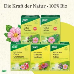 Cistus Spitzwegerich Tee Bio Filterbeutel, 15 St