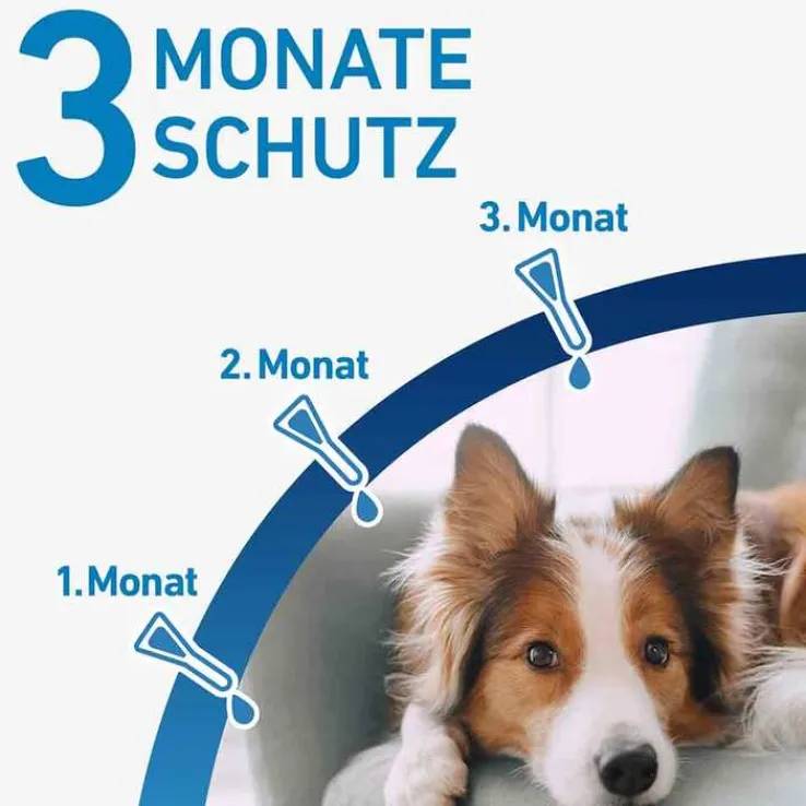 FRONTLINE® SPOT ON Hund M Lösung, 3 St
