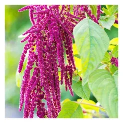 Rausch Repair-Conditioner mit Amaranth, 30 ml
