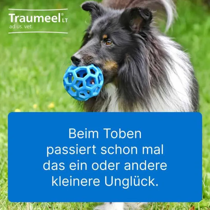 Traumeel LT ad us.vet.Tabletten, 250 St