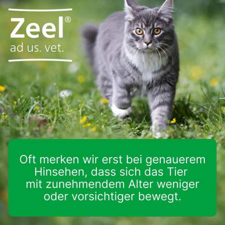 Zeel® ad us. vet. Tabletten, 500 St